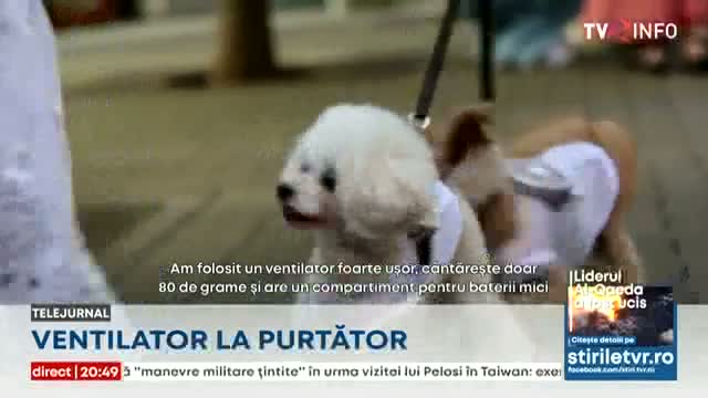 Video Ventilatoare pentru animalele de companie | stiri.tvr.ro